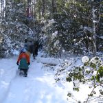 A group of people, seen from behind, snowshoeing in the woods