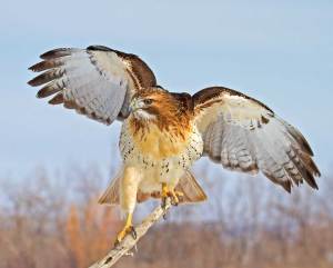 Perched Red Tail Hawk