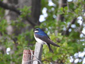 Male tree swallow, perched on weathered, wooden fence post, with out-of-focus tree in background.