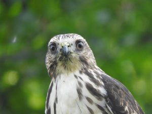 Broad-winged hawk from chest up, looking directly into the camera. Out-of-focus greenery in the background.