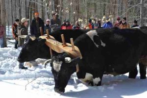 oxen logging event